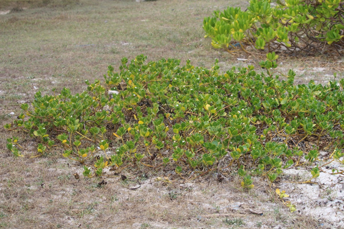 Scaevola plumieri (L.) Vahl